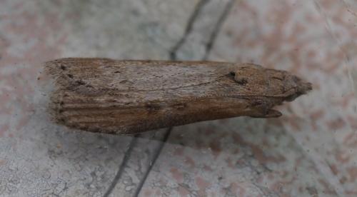 Réf. 265 170 : Lamoria anella